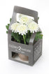 Artificial 18cm White Chrysanthemum Plant with Gift Box
